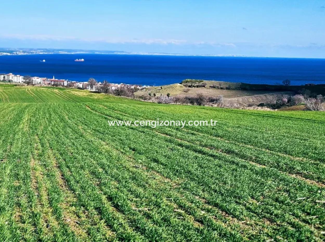İstanbula En Yakın Bölge Tekirdağ Barbarost Full Deniz Ve Doğa Manzaralı 75 Adet Lüxs Villa Lar Yapmaya Uygun 34.500 Fırsat İmarlı Arazi