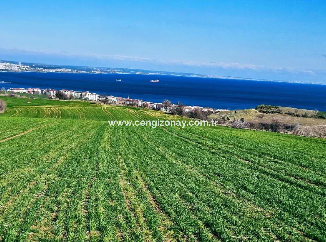 İstanbula En Yakın Bölge Tekirdağ Barbarost Full Deniz Ve Doğa Manzaralı 75 Adet Lüxs Villa Lar Yapmaya Uygun 34.500 Fırsat İmarlı Arazi