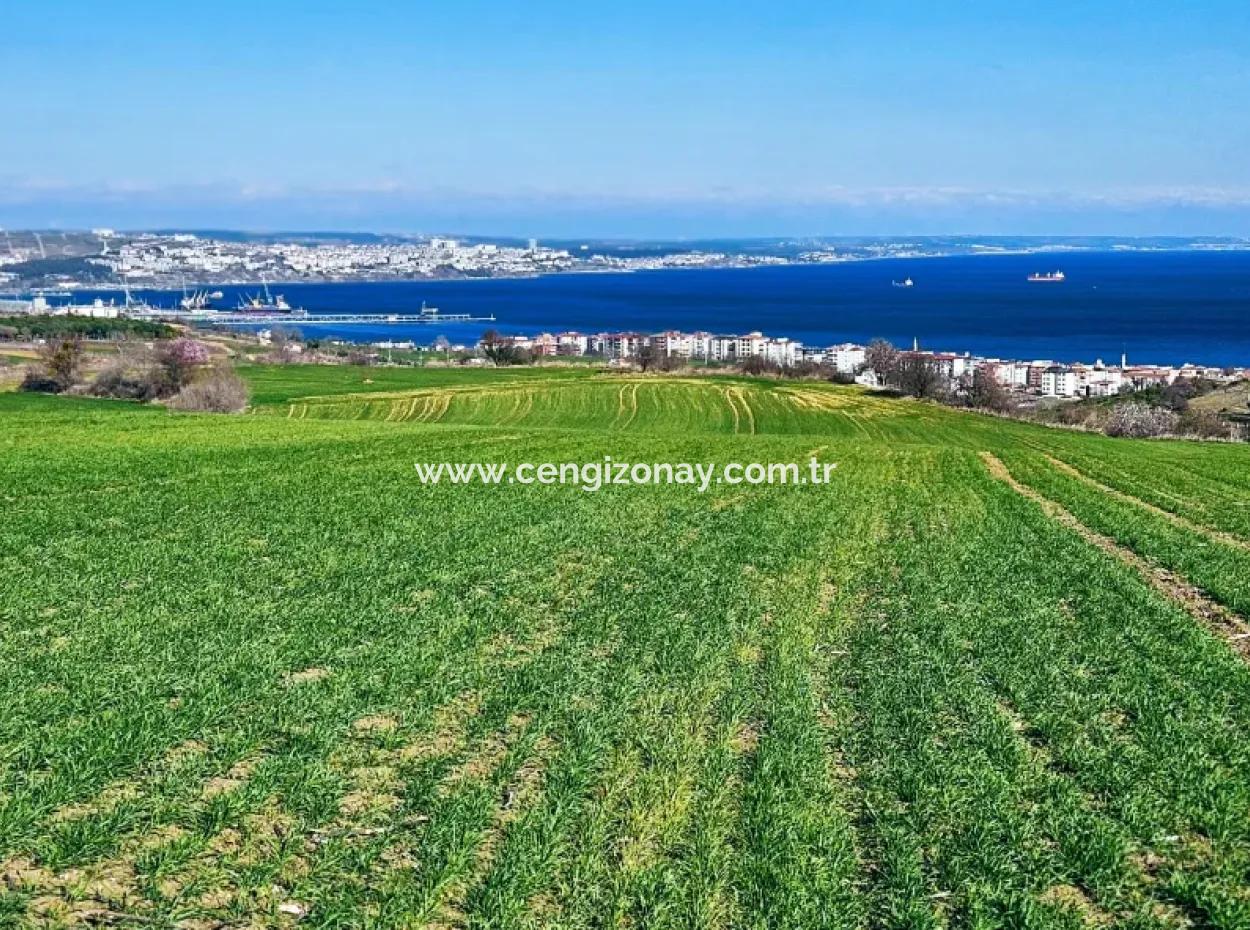 Tekirdağ Barbarosta Acil Satılık Full Deniz Manzaralı 75 Adet Villa Yapmaya Uygun Arazi