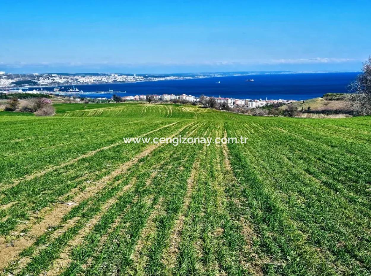 İstanbula En Yakın Bölge Tekirdağ Barbarost Full Deniz Ve Doğa Manzaralı 75 Adet Lüxs Villa Lar Yapmaya Uygun 34.500 Fırsat İmarlı Arazi
