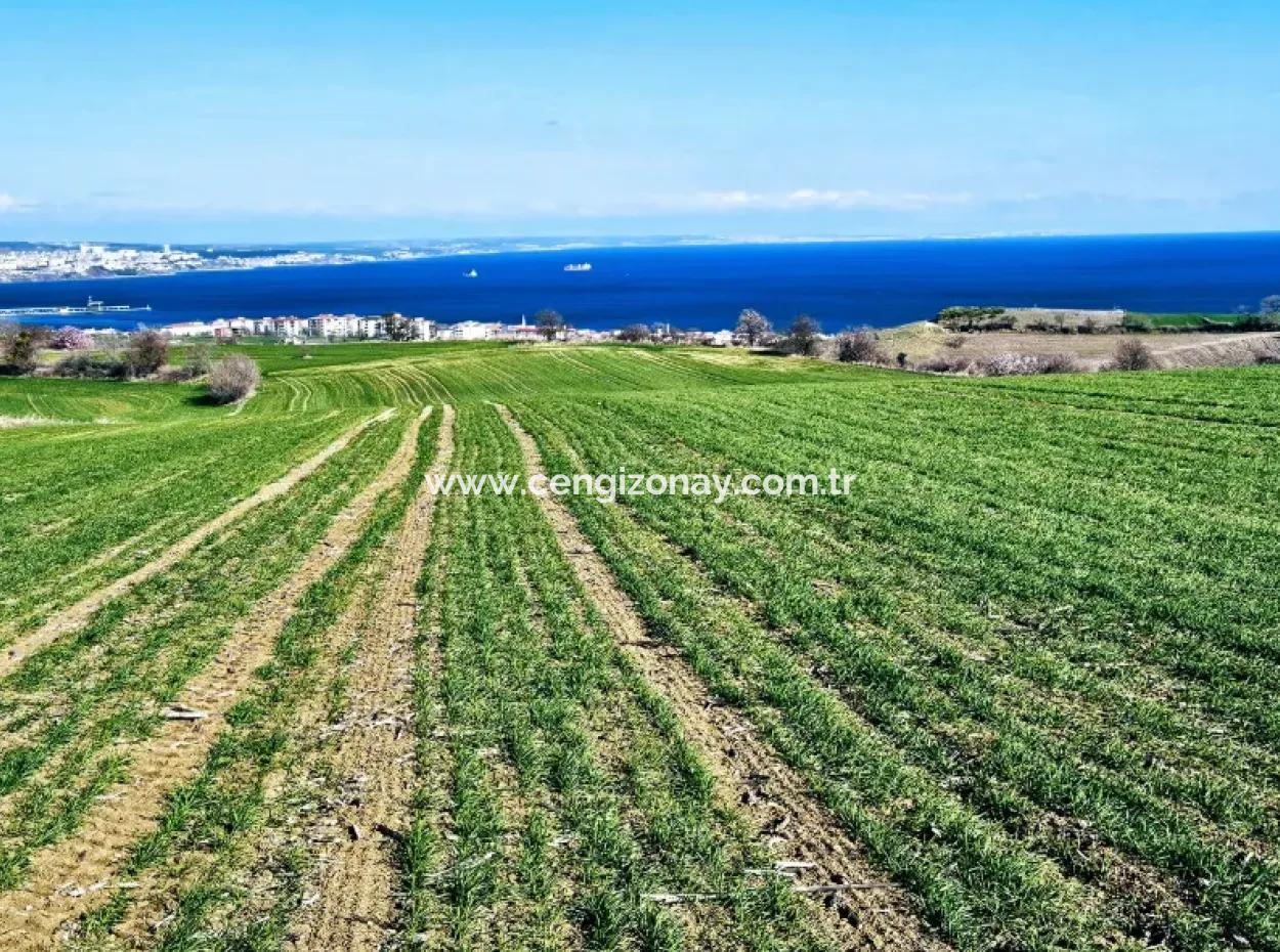 Tekirdağ Barbarosta Acil Satılık Full Deniz Manzaralı 75 Adet Villa Yapmaya Uygun Arazi