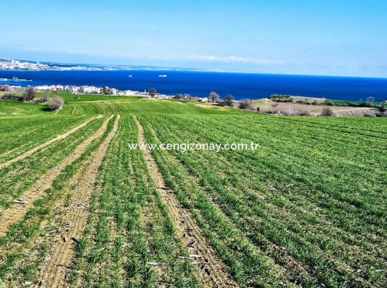 İstanbula En Yakın Bölge Tekirdağ Barbarost Full Deniz Ve Doğa Manzaralı 75 Adet Lüxs Villa Lar Yapmaya Uygun 34.500 Fırsat İmarlı Arazi