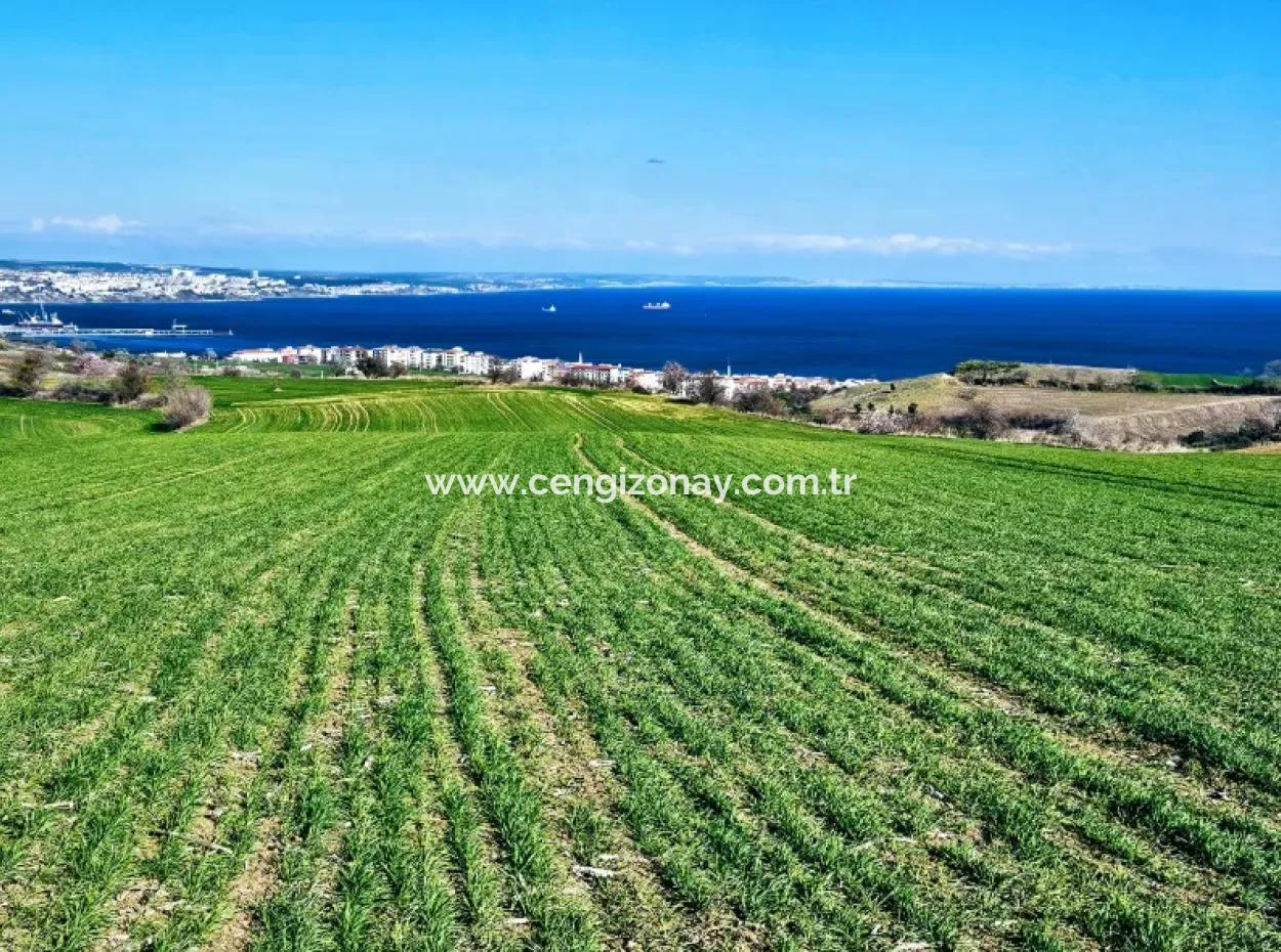 İstanbula En Yakın Bölge Tekirdağ Barbarost Full Deniz Ve Doğa Manzaralı 75 Adet Lüxs Villa Lar Yapmaya Uygun 34.500 Fırsat İmarlı Arazi