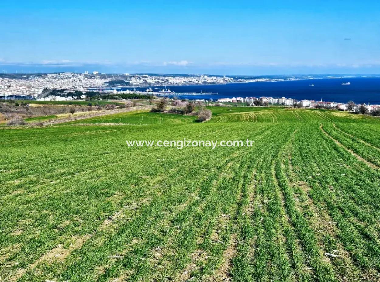 İstanbula En Yakın Bölge Tekirdağ Barbarost Full Deniz Ve Doğa Manzaralı 75 Adet Lüxs Villa Lar Yapmaya Uygun 34.500 Fırsat İmarlı Arazi