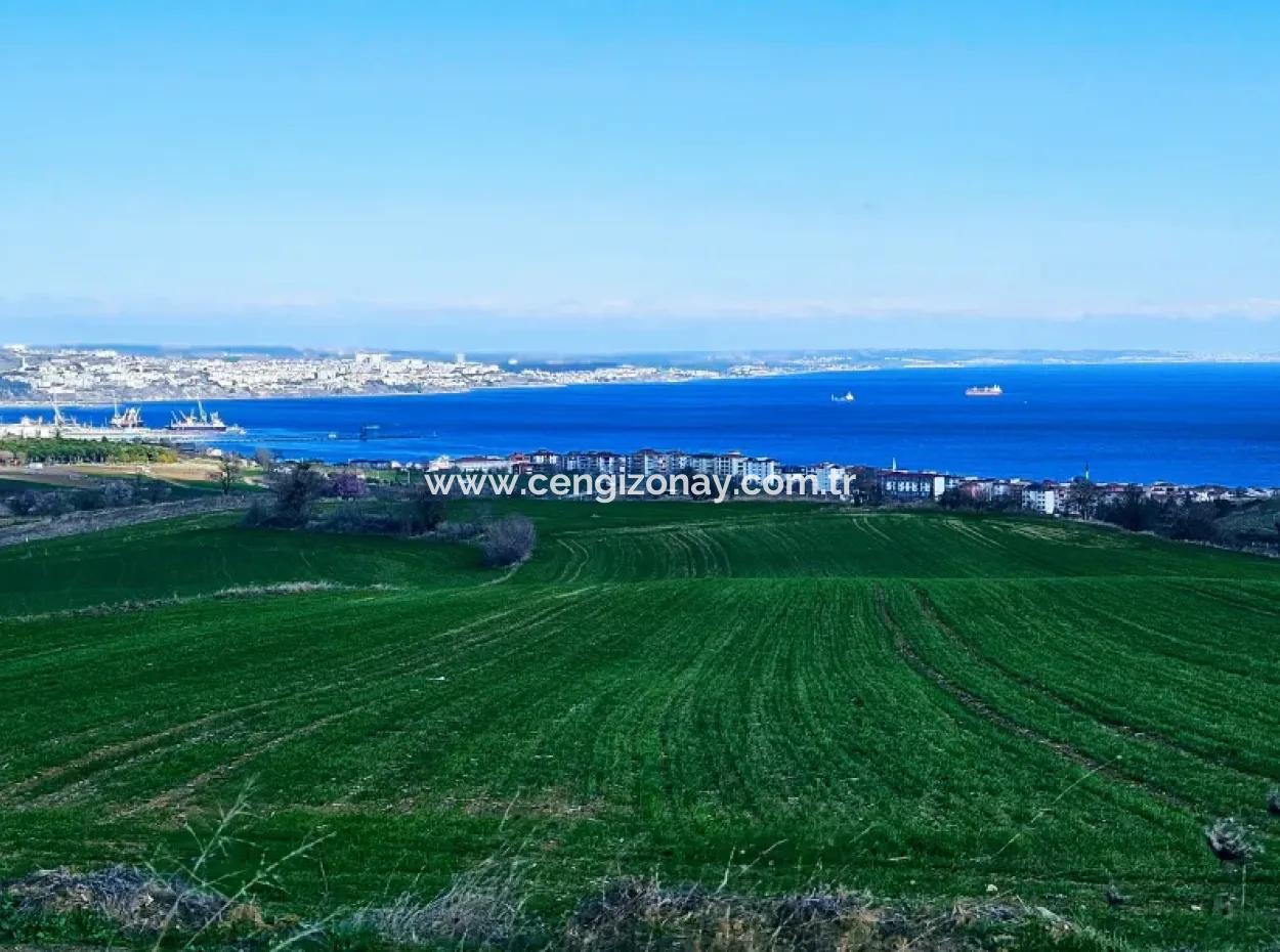 İstanbula En Yakın Bölge Tekirdağ Barbarost Full Deniz Ve Doğa Manzaralı 75 Adet Lüxs Villa Lar Yapmaya Uygun 34.500 Fırsat İmarlı Arazi
