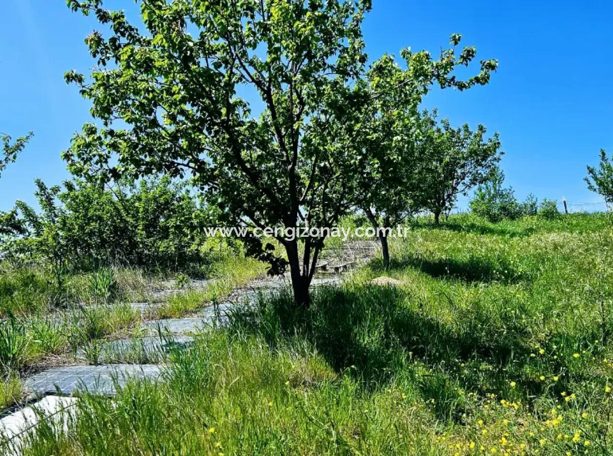 Acil Satılık Hayelinizdeki Çiftlği Kurmak İçin Harika Bir Fırsat 2.600 Dönüm Mera Cepheli