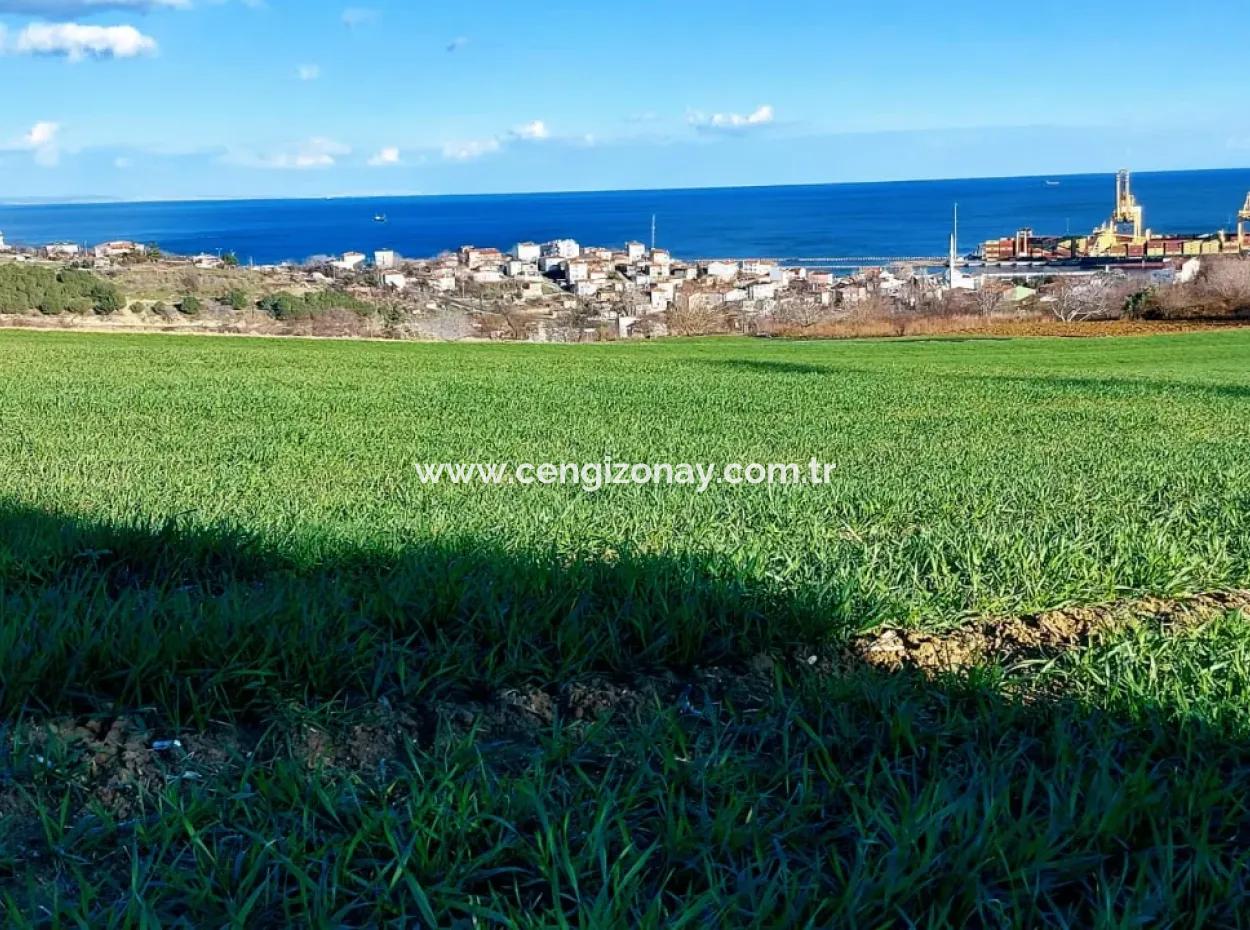 Tekirdağ Barbaros Asyaport Limanına Yakın 17 980 M2 Satılık Tarla