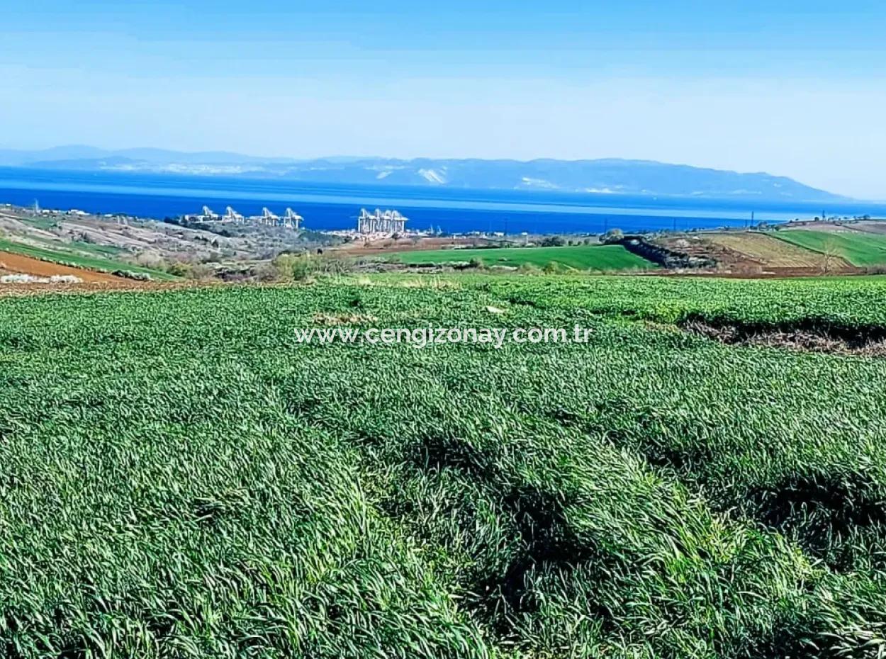 Tekirdağ'ın Nusuratlı Mevkisinde 19.500 Metrekarelik Ticari Ve Sanayi Alanında Satılık Tarla