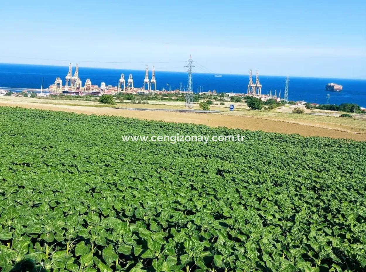 Tekirdağ Barbaros'ta Bulunan 17,980 M2 Arsa, Asyaport Liman Yolu'na Cepheli Konumdadır.