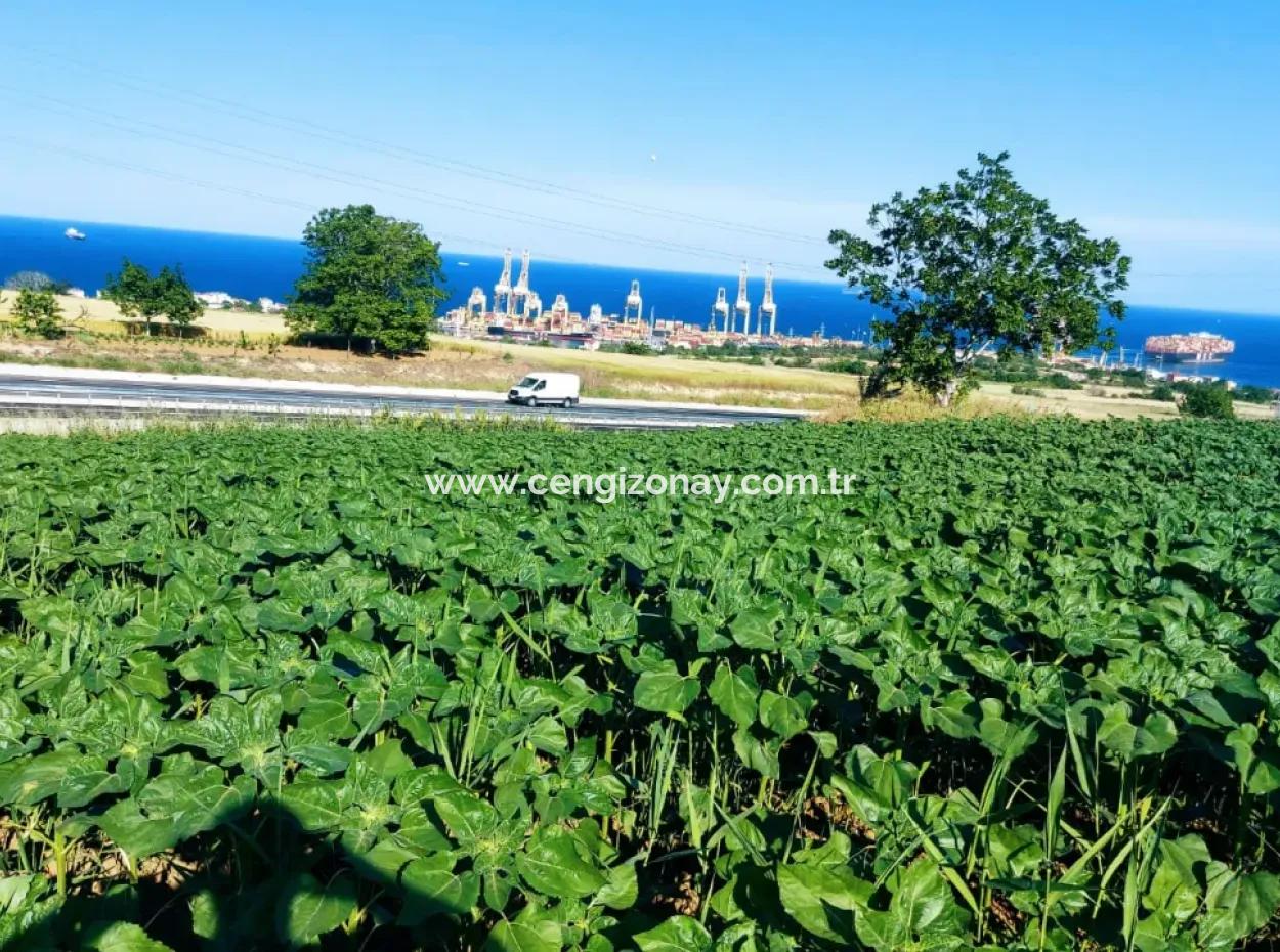 Tekirdağ Barbaros'ta Bulunan 17,980 M2 Arsa, Asyaport Liman Yolu'na Cepheli Konumdadır.
