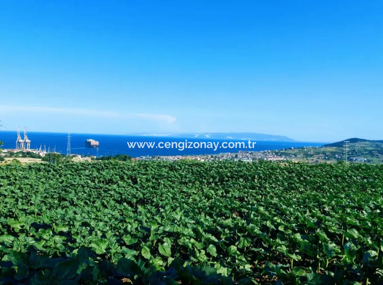 Tekirdağ Barbaros'ta Bulunan 17,980 M2 Arsa, Asyaport Liman Yolu'na Cepheli Konumdadır.