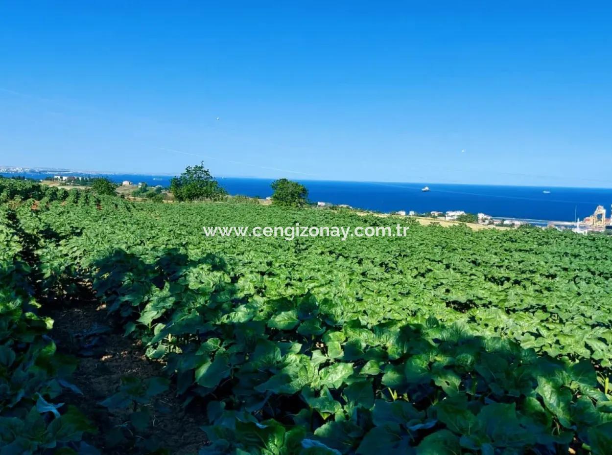 Tekirdağ Barbaros'ta Bulunan 17,980 M2 Arsa, Asyaport Liman Yolu'na Cepheli Konumdadır.