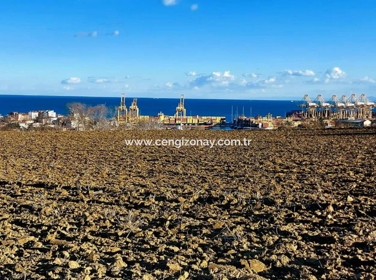 Tekirdağ Barbaros Asyaport Limanına Yakın, Muazzam Manzaralı 17.100 M2 Konut İmarlı Tarla