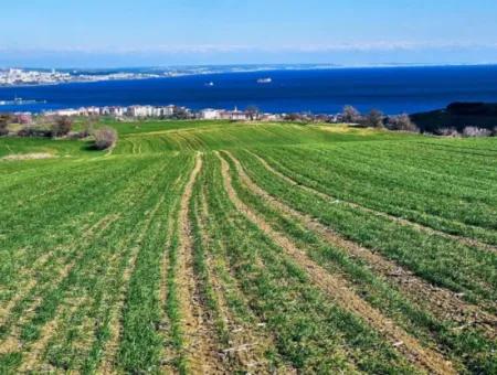 Tekirdağ Barbarosta Acil Satılık Full Deniz Manzaralı 75 Adet Villa Yapmaya Uygun Arazi