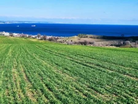Tekirdağ Barbarosta Acil Satılık Full Deniz Manzaralı 75 Adet Villa Yapmaya Uygun Arazi