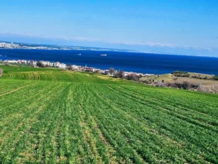 Tekirdağ Barbarosta Acil Satılık Full Deniz Manzaralı 75 Adet Villa Yapmaya Uygun Arazi