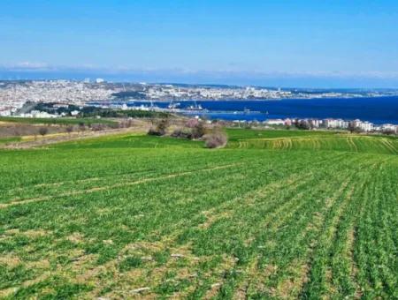 Tekirdağ Barbarosta Acil Satılık Full Deniz Manzaralı 75 Adet Villa Yapmaya Uygun Arazi