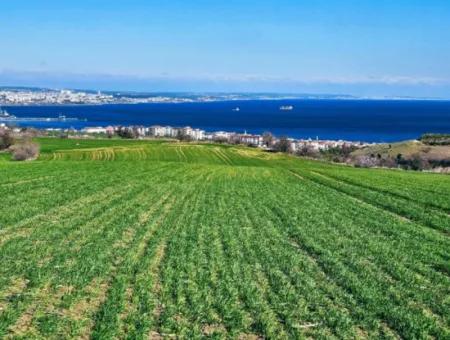 Tekirdağ Barbarosta Acil Satılık Full Deniz Manzaralı 75 Adet Villa Yapmaya Uygun Arazi