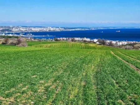 Tekirdağ Barbarosta Acil Satılık Full Deniz Manzaralı 75 Adet Villa Yapmaya Uygun Arazi