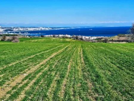 Tekirdağ Barbarosta Acil Satılık Full Deniz Manzaralı 75 Adet Villa Yapmaya Uygun Arazi