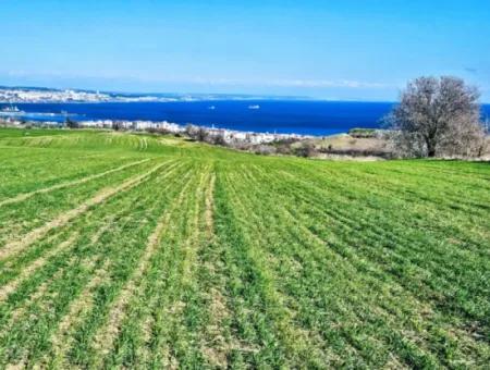 Tekirdağ Barbarosta Acil Satılık Full Deniz Manzaralı 75 Adet Villa Yapmaya Uygun Arazi