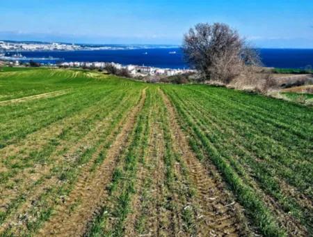 Tekirdağ Barbarosta Acil Satılık Full Deniz Manzaralı 75 Adet Villa Yapmaya Uygun Arazi