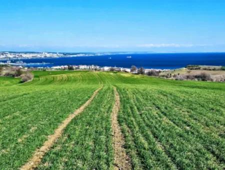 Tekirdağ Barbarosta Acil Satılık Full Deniz Manzaralı 75 Adet Villa Yapmaya Uygun Arazi