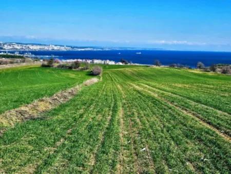 Tekirdağ Barbarosta Acil Satılık Full Deniz Manzaralı 75 Adet Villa Yapmaya Uygun Arazi