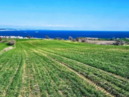 Tekirdağ Barbarosta Acil Satılık Full Deniz Manzaralı 75 Adet Villa Yapmaya Uygun Arazi