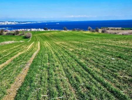 Tekirdağ Barbarosta Acil Satılık Full Deniz Manzaralı 75 Adet Villa Yapmaya Uygun Arazi