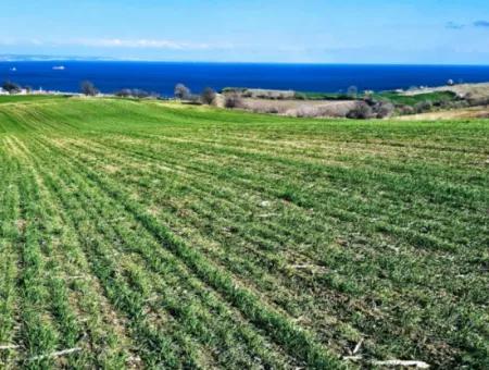 Tekirdağ Barbarosta Acil Satılık Full Deniz Manzaralı 75 Adet Villa Yapmaya Uygun Arazi