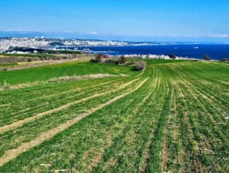 Tekirdağ Barbarosta Acil Satılık Full Deniz Manzaralı 75 Adet Villa Yapmaya Uygun Arazi