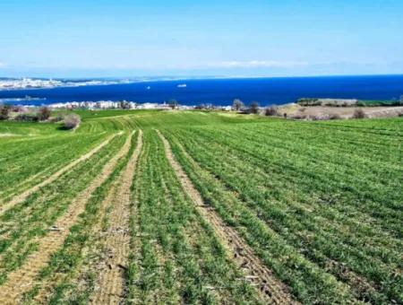 Tekirdağ Barbarosta Acil Satılık Full Deniz Manzaralı 75 Adet Villa Yapmaya Uygun Arazi