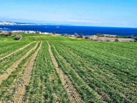 Tekirdağ Barbarosta Acil Satılık Full Deniz Manzaralı 75 Adet Villa Yapmaya Uygun Arazi