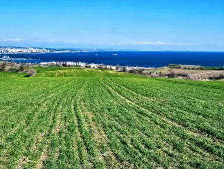 Tekirdağ Barbarosta Acil Satılık Full Deniz Manzaralı 75 Adet Villa Yapmaya Uygun Arazi