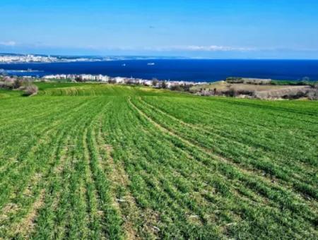 Tekirdağ Barbarosta Acil Satılık Full Deniz Manzaralı 75 Adet Villa Yapmaya Uygun Arazi