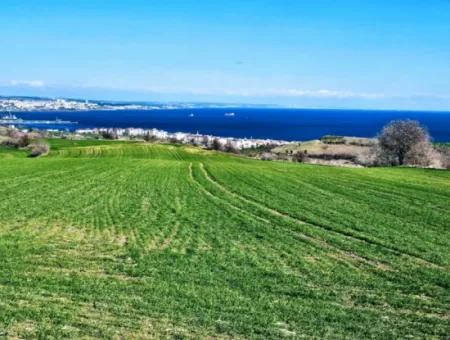Tekirdağ Barbarosta Acil Satılık Full Deniz Manzaralı 75 Adet Villa Yapmaya Uygun Arazi