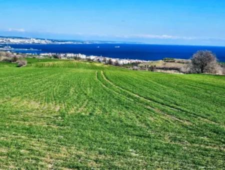 Tekirdağ Barbarosta Acil Satılık Full Deniz Manzaralı 75 Adet Villa Yapmaya Uygun Arazi