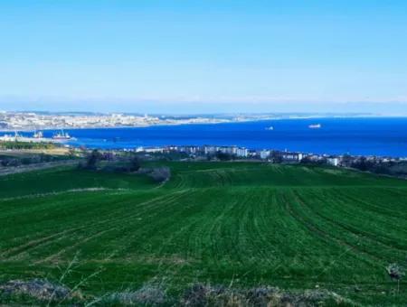 Tekirdağ Barbarosta Acil Satılık Full Deniz Manzaralı 75 Adet Villa Yapmaya Uygun Arazi