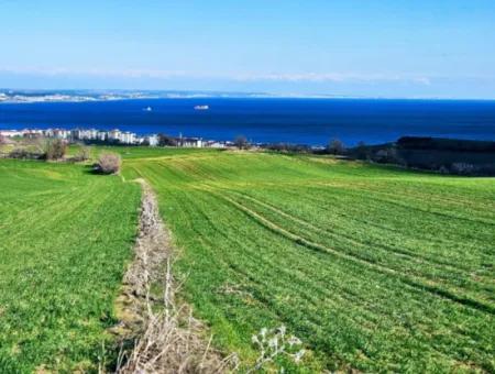 Tekirdağ Barbarosta Acil Satılık Full Deniz Manzaralı 75 Adet Villa Yapmaya Uygun Arazi