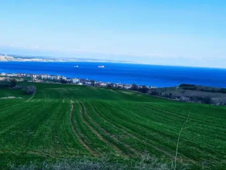 Tekirdağ Barbarosta Acil Satılık Full Deniz Manzaralı 75 Adet Villa Yapmaya Uygun Arazi