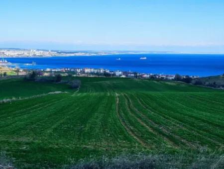 Tekirdağ Barbarosta Acil Satılık Full Deniz Manzaralı 75 Adet Villa Yapmaya Uygun Arazi