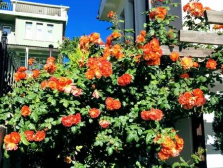 Takas+Nakit Havuzlu Kapalı Otaparklı Lüxs Ultra Villa