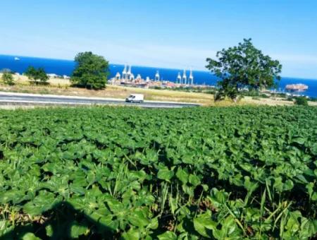 Tekirdağ Barbaros'ta Bulunan 17,980 M2 Arsa, Asyaport Liman Yolu'na Cepheli Konumdadır.