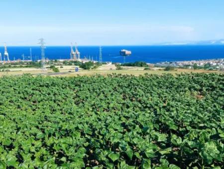 Tekirdağ Barbaros'ta Bulunan 17,980 M2 Arsa, Asyaport Liman Yolu'na Cepheli Konumdadır.