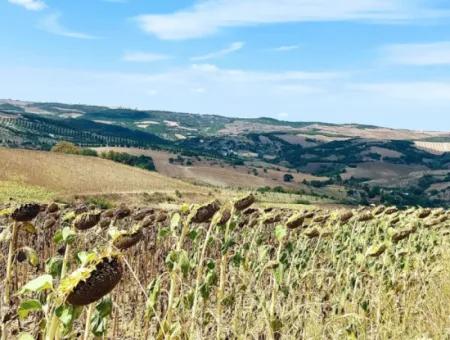 Tekirdağ Çanakçı Mahallesinde Yaz Kış Açık Yol Avantajıyla 10.500 M2 Yatırımlık Tarla! Ailece Piknik, Bağcılık Ve Hobi Bahçesi İçin Harika Fırsat