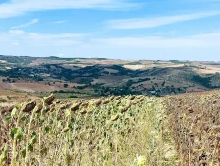 Tekirdağ Çanakçı Mahallesinde Yaz Kış Açık Yol Avantajıyla 10.500 M2 Yatırımlık Tarla! Ailece Piknik, Bağcılık Ve Hobi Bahçesi İçin Harika Fırsat