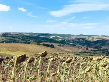 Tekirdağ Çanakçı Mahallesinde Yaz Kış Açık Yol Avantajıyla 10.500 M2 Yatırımlık Tarla! Ailece Piknik, Bağcılık Ve Hobi Bahçesi İçin Harika Fırsat