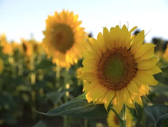 Tekirdag À Vendre, Louer, Terrain, Terrain, Appartement, Maison İndividuelle, Hôtel, Villa, Hôtel, Msc Asia Port, Zoné, Bonne Affaire, Mer, Nature, Paysage, Maison Préfabriquée
